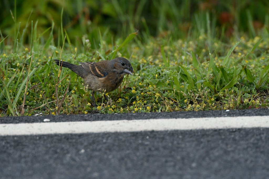 Grossbeak, Blue, 2018-05305027 Chincoteague NWR, VA.JPG - Blue Grossbeak. Chincoteague National Wildlife Refuge, VA, 5-30-2018